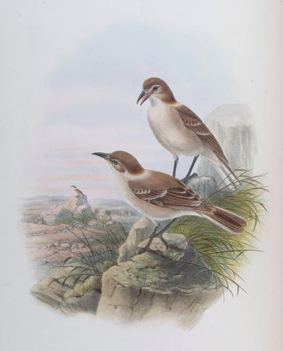 Pseudopodoces humilis (syn. Parus humilis) door John Gould